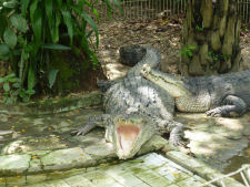 Crocodile at Yangon zoo