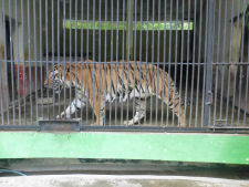 Tiger at Yangon zoo