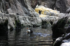 A bird put up a show at Lisbon aquarium