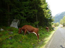 The roads are not always perfect in Norway and sometimes you also come across animals in the road