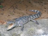 A crocodile at Samui