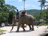 Elephant trekking at Samui