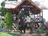 Elephant trekking at Samui
