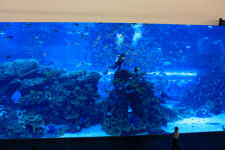 The aquarium at the Dubai Mall