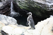 Penguin at Lisbon aquarium