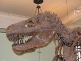 The T Rex had pretty big teeth