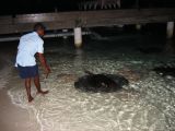 Feeding the rays at Sun Island