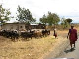 We had to stop and wait for cattle to cross the road