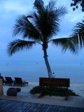Palm tree on Chaweng beach