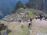 Lots of people and some llamas at Machu Picchu