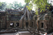 Tree roots taking over at Ta Prohm
