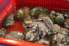 Mussels at Seoul fish market